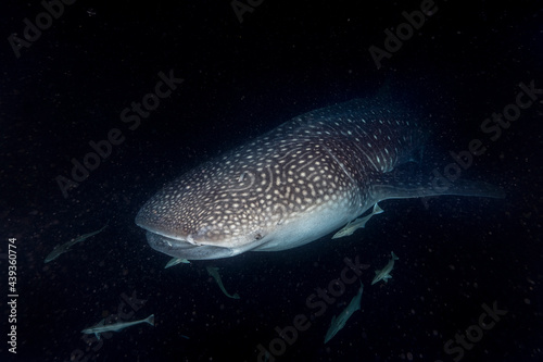 Whale shark (Rhincodon typus), Maldives during night dive
