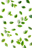 Green leaf pattern on white background. Top view