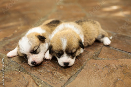 A close up of a dog lying on the ground