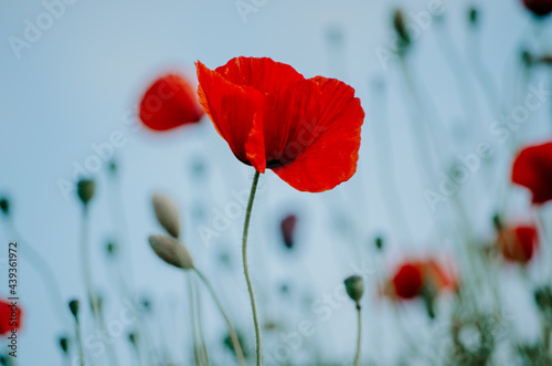 Moody selective focus of isolated elegant red poppy flower growing in a field of wild red poppies bokeh background against pastel blue sky
