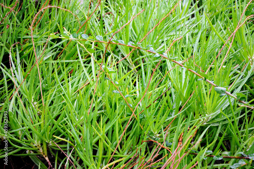 Green grass close-up. The lawn.