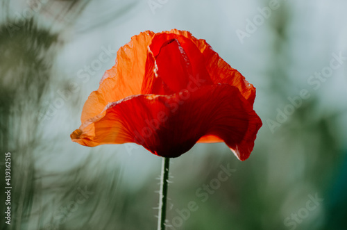 Moody selective focus close up of isolated elegant red poppy flower growing in a field of wild red poppies bokeh background against pastel blue sky