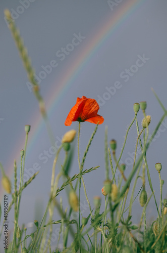Vertical low angle close up of red poppy flower in a meadow during summer rain, with partial rainbow and moody sky in the background