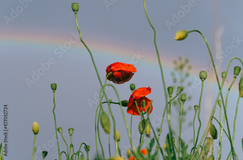 poppy flowers in field with rainbow overhead