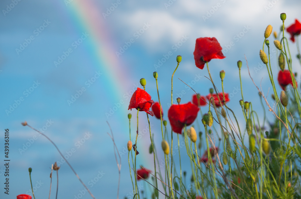Naklejka premium Fairy tale like landscape scenery: poppy field against blue sky with fluffy clouds and rainbow, lit by sunset light, with drops of summer rain