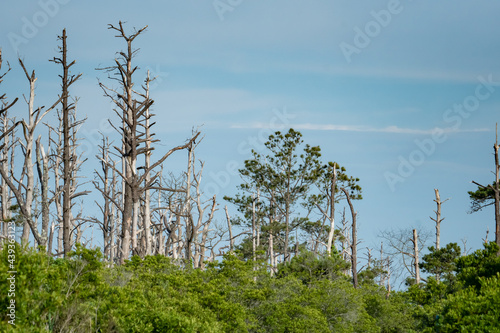 A few tall evergreen trees cling on to life in the wet marsh soil and mud as the ocean winds blow in salty air, shrubs and bushes thrive on the dunes as the forest dies back and becomes driftwood