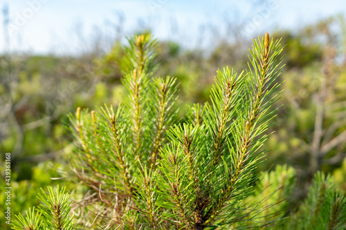 Growing tip of an evergreen conifer in the loblolly scrub pine family common on beach dunes with high sand in soil at the edge of coastal forest woodlands photo