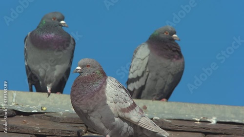 domestic pigeon several on roof top watching alerted blue sky shallow depth of field
