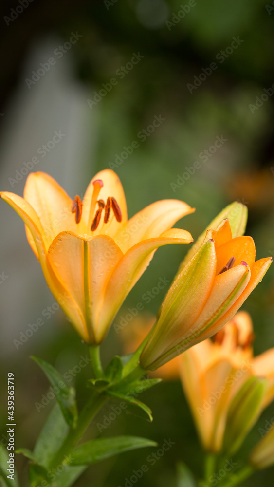 Summer time. Blooming clover on the background of a sunny sunset. Summer time. Blooming clover on the background of a sunny sunset.