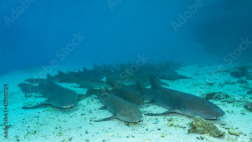 Wallpaper Mural Tawny nurse sharks (Nebrius ferrugineus)  resting on the bottom, Maldives Torontodigital.ca