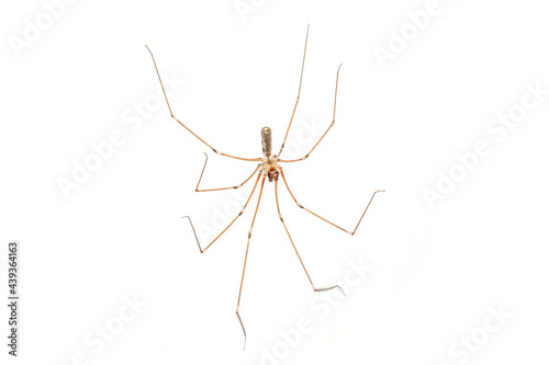 House spider on white backboard  © estherpoon