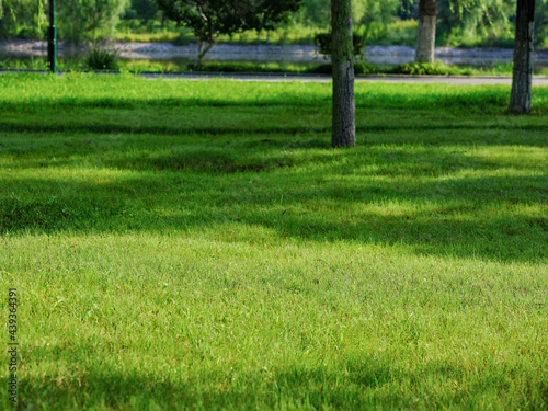 Photo of A meadow in the park
