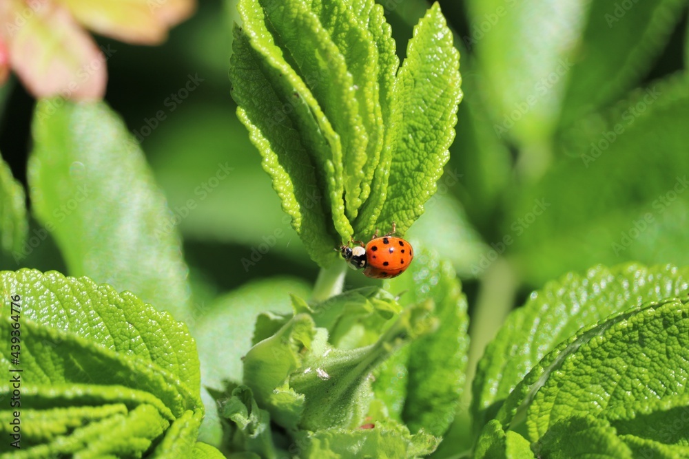 Coccinellidae Coccinellidae