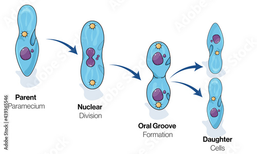 paramecium cell division illustration.