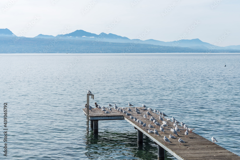 Small dock with seagulls on Lake Geneva.