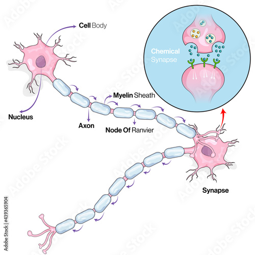 Neuronal Signaling, Nerve Impulse, mechanism illustration.