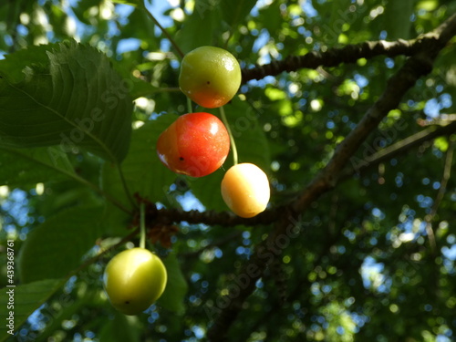 Wild cherry and its fruits