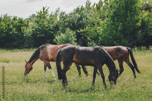Fotografi Beautiful horses grazing in the meadow.