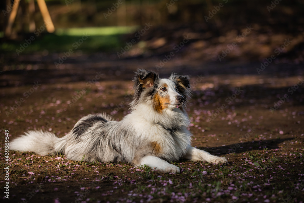 Sheltie for a walk in the morning park