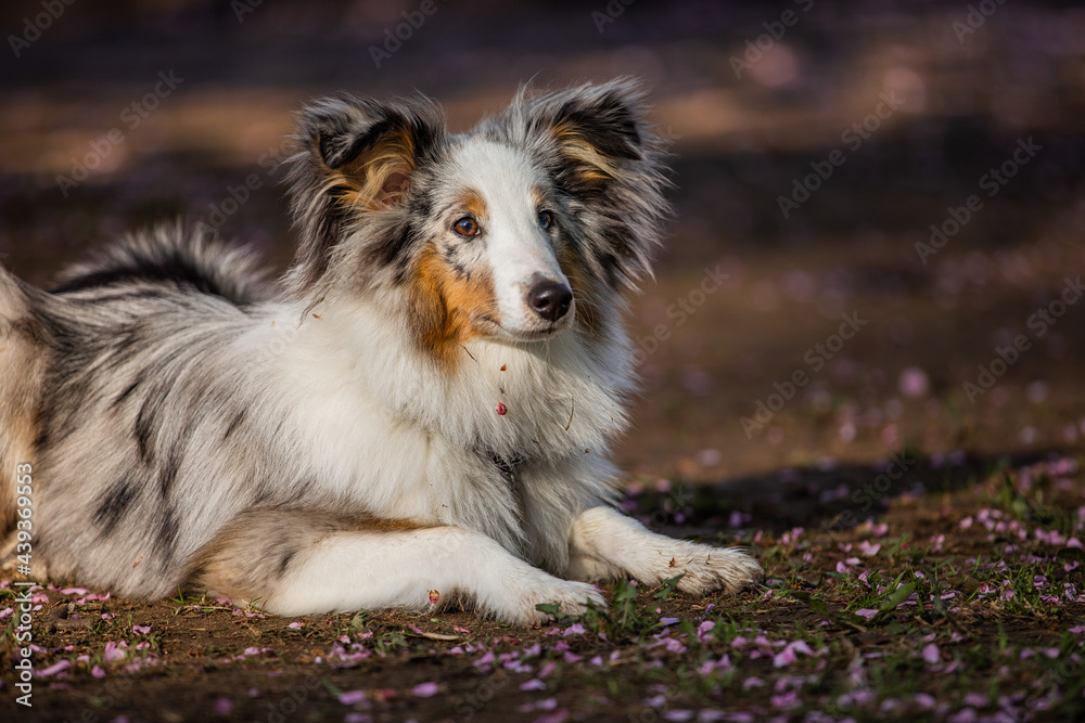 Sheltie for a walk in the morning park