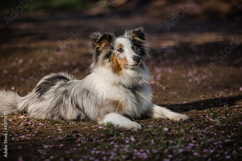 Sheltie for a walk in the morning park