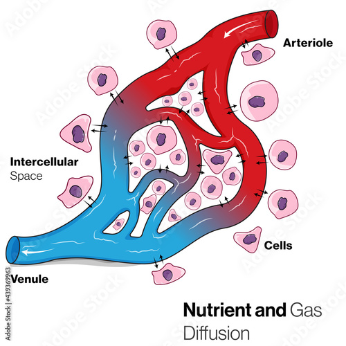 Gaseous and nutrient exchange between cells and blood vessel. 