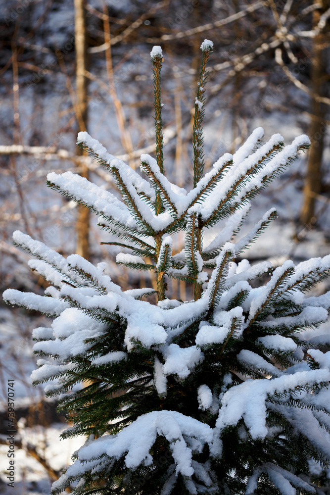 White snow on spruce branches with snow. White snow on spruce branches with snow.