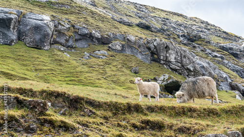 Sheep on Vagar island of Faroe Islands. Sheep roam free in the landscape of Faroe islands, mostly in couples.