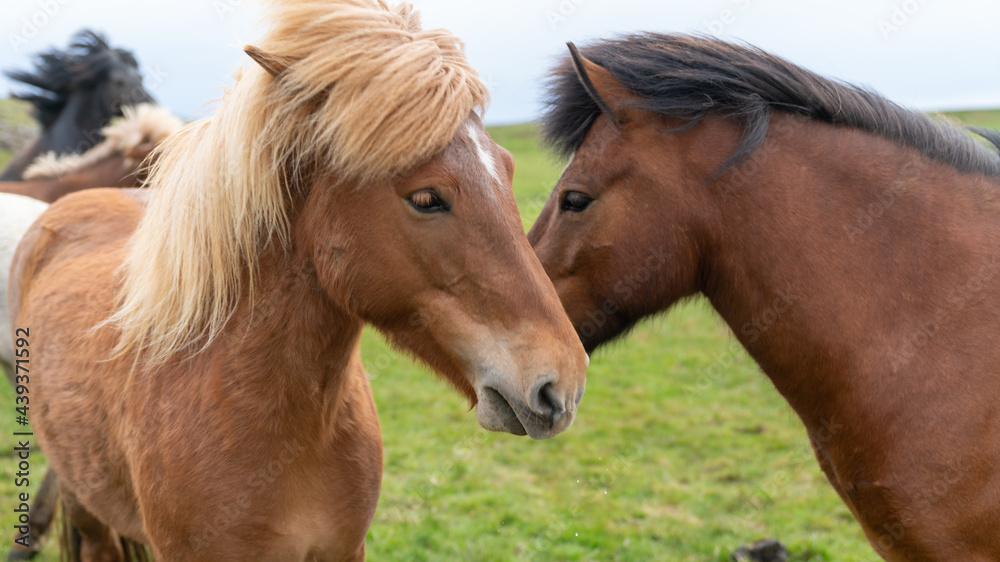 Obraz premium Icelandic horses with long hair. Icelandic horse is a breed of horse developed in Iceland only.