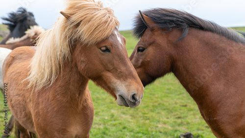 Icelandic horses with long hair. Icelandic horse is a breed of horse developed in Iceland only. © CanYalicn