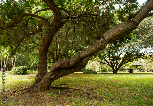 Troco de arvore no parque