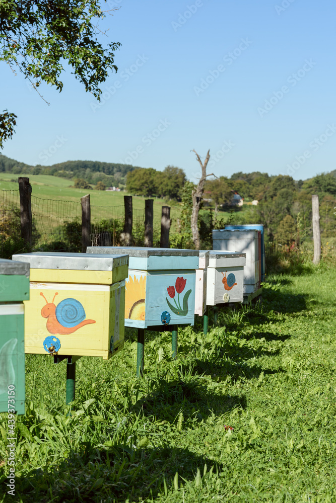 Colorful beehives on bee yard in summer Colorful beehives on bee yard in summer