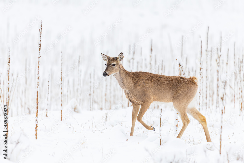 Deer in the snow Deer in the snow