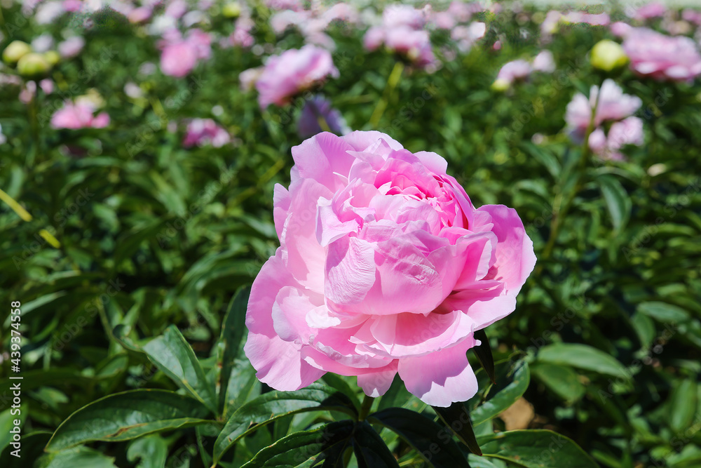 Scenic view on isolated agriculture field with with pink peonies (paeonia suffruticosa) in summer, Netherlands Scenic view on isolated agriculture field with with pink peonies (paeonia suffruticosa) in summer, Netherlands