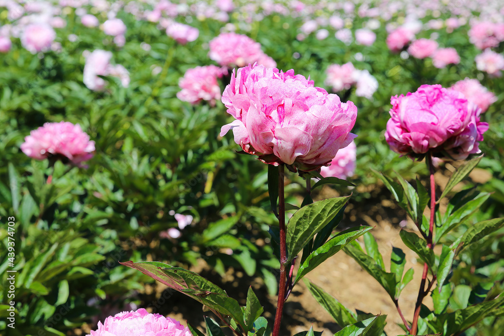 Scenic view on isolated agriculture field with with pink peonies (paeonia suffruticosa) in summer, Netherlands