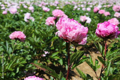 Fototapeta Naklejka Na Ścianę i Meble -  Scenic view on isolated agriculture field with with pink peonies (paeonia suffruticosa) in summer, Netherlands