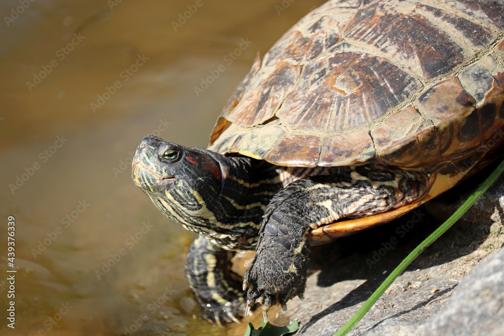 Red-eared turtle (Trachemys scripta) rests on a rocks on the pond coast