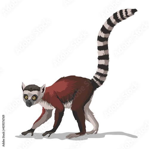 Striped-tailed macaque or lemur with . A monkey animal with a very long tail on branch.Isolated in white background. Vector illustration