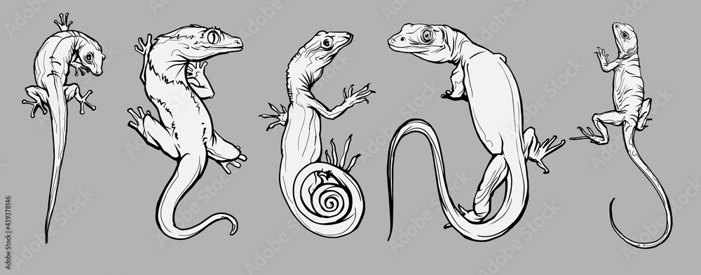 Set with beautiful different reptiles and lizards. Reptiles coloring page, hand drawn illustration. Design for wallpapers, packaging, postcards and posters. Black and white. Wild nature. Isolated - obrazy, fototapety, plakaty 
