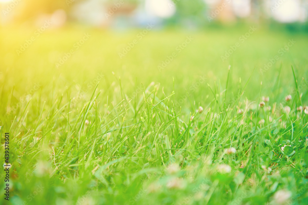 Green grass background. Meadow with lush green grass in morning light with beautiful bokeh. Beautiful view of purity and freshness of nature at spring or summer. Blured close up view with copy space.