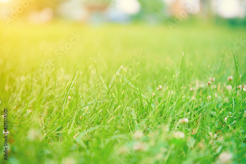 Green grass background. Meadow with lush green grass in morning light with beautiful bokeh. Beautiful view of purity and freshness of nature at spring or summer. Blured close up view with copy space.