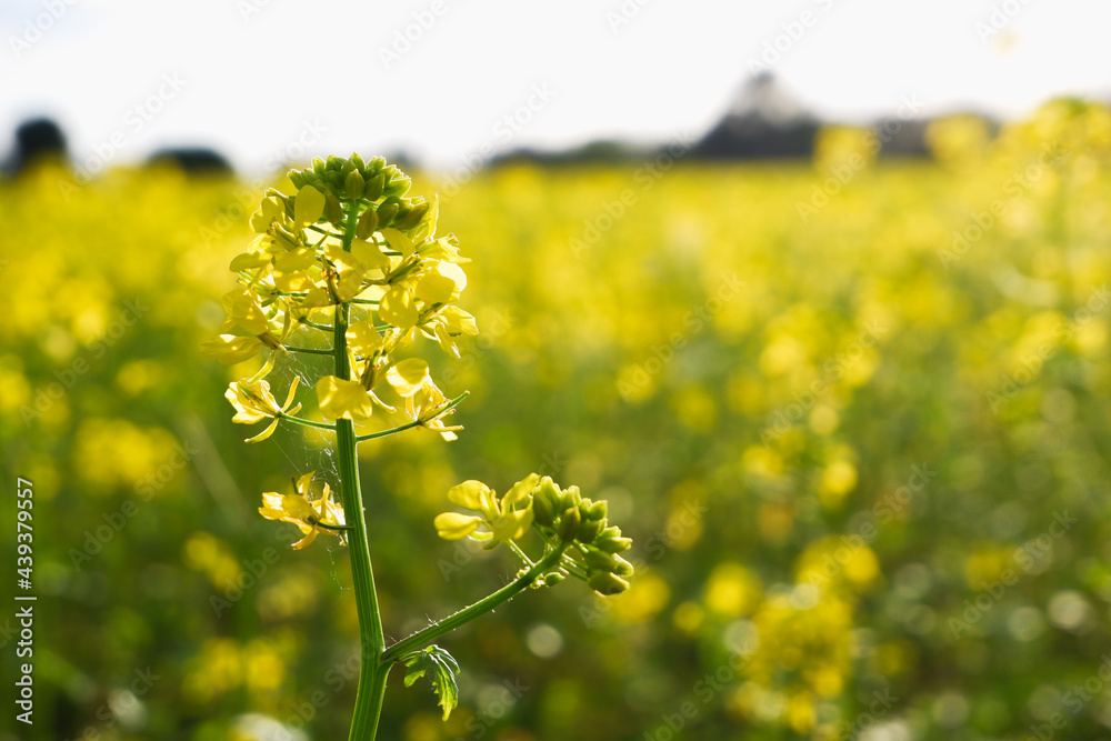 Obraz premium Yellow bright rapeseed flower close-up. Blooming rapeseed field. Canola Colza Yellow Flowers. Rapeseed, Oilseed Field Meadow