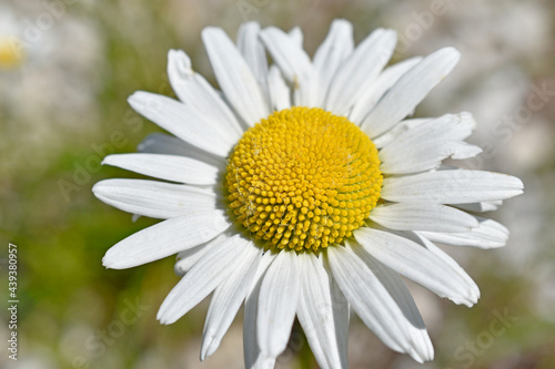 White and yellow chamomile flower close up