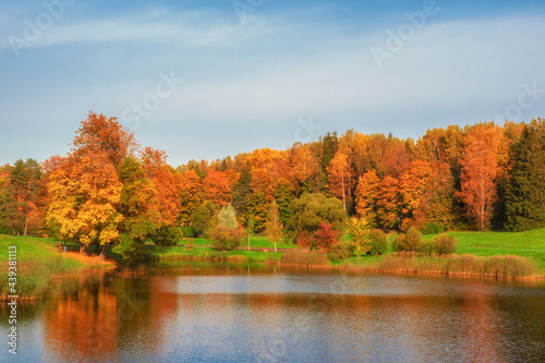 Autumn trees on the bank of the pond. Panoramic autumn landscape with red trees.