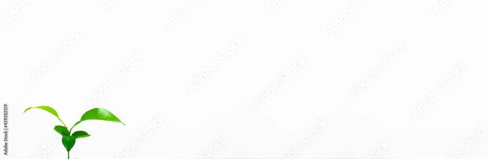 Green sprout of an orange tree. Leaves. Beginning concept. Height. On white background. Green sprout of an orange tree. Leaves. Beginning concept. Height. On white background.