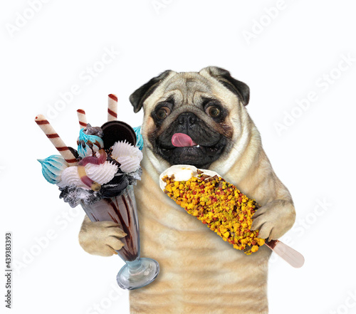 A dog pug holds a glass cup of ice cream and a popsicle. White background. Isolated.