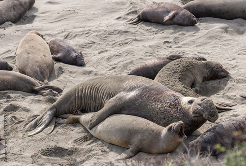 San Simeon, CA, USA - February 12, 2014: Elephant Seal Vista point. Mating by male and howling female on beige sand.