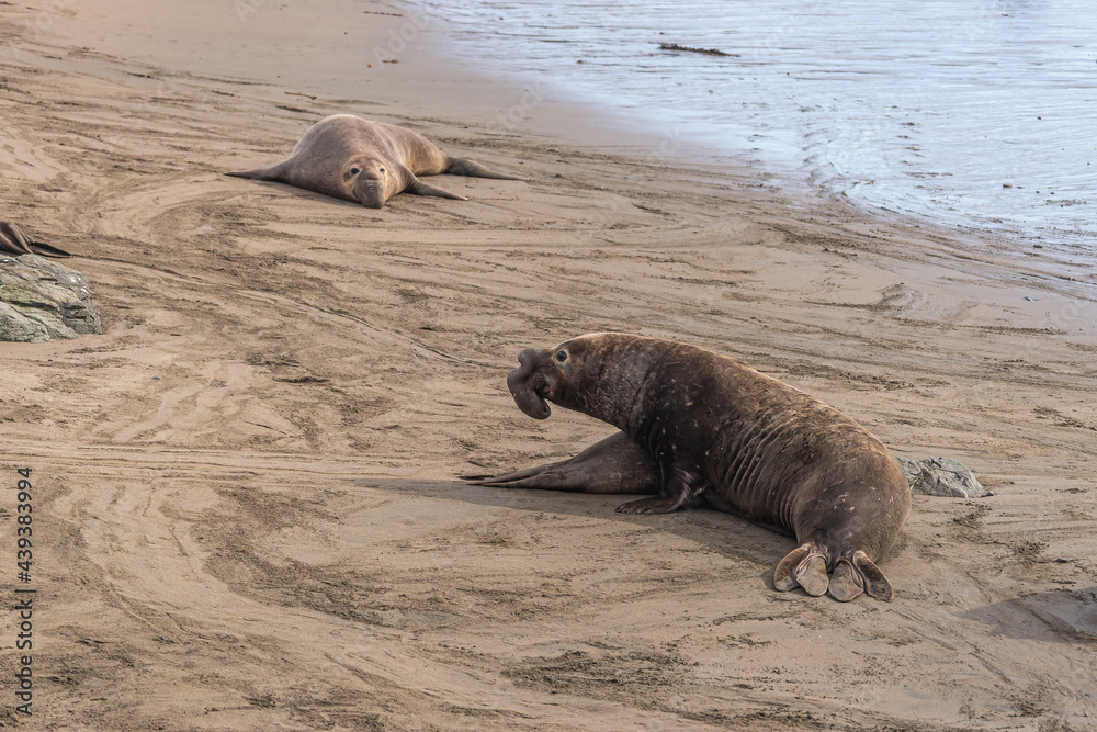Fototapeta premium San Simeon, CA, USA - February 12, 2014: Elephant Seal Vista point. 2 males and trails drawn by their bodies on biege sand near surf of ocean.