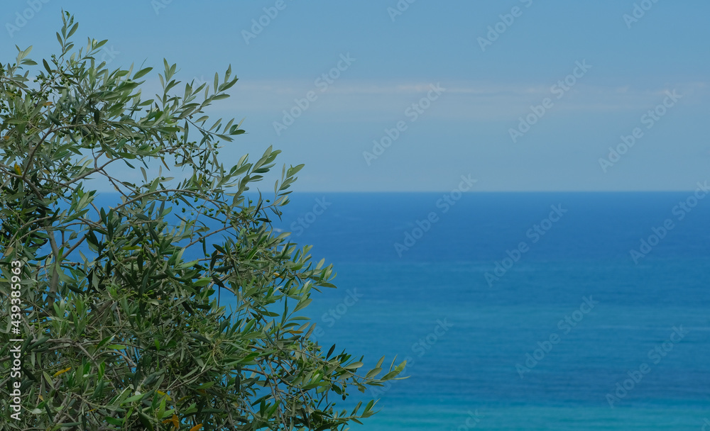 Un albero di ulivo con il mare blu sullo sfondo.
