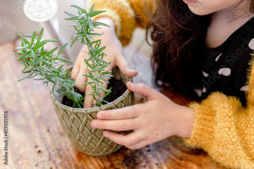 Kid girl sowing rosemary at home in a pot photo